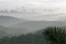 Carta da Parati Flora e Fauna Paesaggi e Natura Foreste e Alberi Tropicale