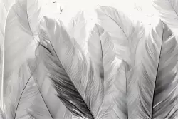 Carta da parati piume: un tocco di leggerezza ed eleganza