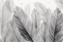 Carta da parati piume: un tocco di leggerezza ed eleganza