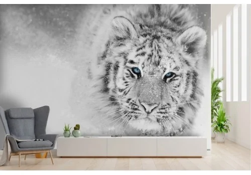 White tiger in the snow wallpaper photo