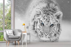 White tiger in the snow wallpaper photo