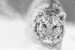 Flora and Fauna Animal Wallpaper