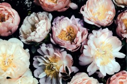 Carta da Parati Design e Stili Flora e Fauna Fiori Natura