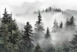 Vivi la calma della natura nebbiosa