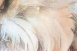 Eleganza e comfort con le piume