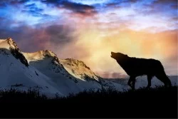 Wallpaper Flora and Fauna Landscapes and Nature Animals Mountain Snow