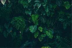 Carta da Parati Design e Stili Flora e Fauna Paesaggi e Natura Foglie Tropicale