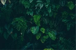 Wallpaper Design and Styles Flora and Fauna Landscapes and Nature Tropical Leaves