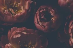 Carta da Parati Design e Stili Flora e Fauna Fiori Natura Vintage