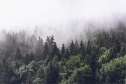 Carta da Parati Paesaggi e Natura Foreste e Alberi