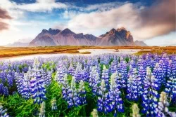 Carta da Parati Paesaggi e Natura Flora e Fauna Foglie e Fiori Prati e colline Fiori