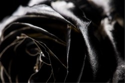 Carta da Parati Design e Stili Flora e Fauna Fiori Moderna Natura