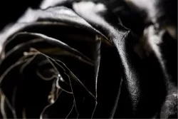 Wallpaper Design and Styles Flora and Fauna Modern Flowers Nature