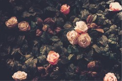 Carta da Parati Design e Stili Flora e Fauna Fiori Natura Vintage