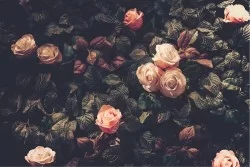 Wallpaper Design and Styles Flora and Fauna Flowers Nature Vintage