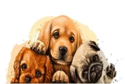 Kids Wallpaper Animals Birds