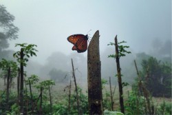 Carta da Parati Flora e Fauna Paesaggi e Natura animali Foreste e Alberi Tropicale