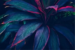 Carta da Parati Design e Stili Flora e Fauna Foglie Moderna Tropicale