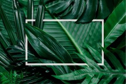 Wallpaper Design and Styles Modern Flora and Fauna Tropical Leaves