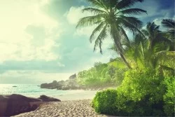 Wallpaper Landscapes and Nature Forests and Trees Beach and Tropical Sea