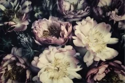Carta da Parati Design e Stili Flora e Fauna Fiori Natura Vintage