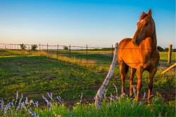 Wallpaper Flora and Fauna Landscapes and Nature animals Meadows and hills