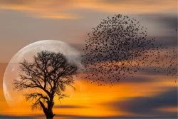 Carta da Parati Paesaggi e Natura Alba Tramonto Cielo Foreste e Alberi