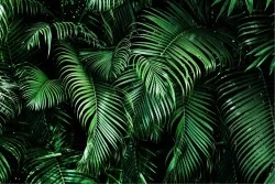 Wallpaper Design and Styles Flora and Fauna Landscapes and Nature Tropical Leaves