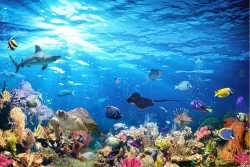 Wallpaper Kids Flora and Fauna Animals Birds Aquatic World Landscapes