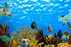 Wallpaper Kids Flora and Fauna Animals Aquatic World Landscapes