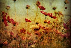 Wallpaper Design and Styles Flora and Fauna Landscapes and Nature Flowers Nature Meadows and Hills Vintage