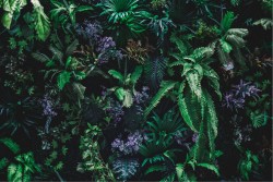 Carta da Parati Paesaggi e Natura Tropicale Foglie e Fiori