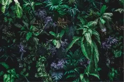 Tropical Landscapes and Nature Wallpaper Leaves and Flowers