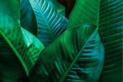 Carta da Parati Design e Stili Flora e Fauna Foglie Tropicale