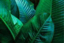 Wallpaper Design and Styles Flora and Fauna Tropical Leaves