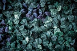 Carta da Parati Flora e Fauna Paesaggi e Natura Foglie Foglie e Fiori