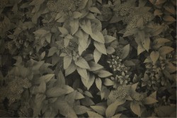 Wallpaper Design and Styles Flora and Fauna Leaves Nature