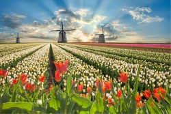 Wallpaper Flora and Fauna Landscapes and Nature Flowers Gardens Meadows and Hills