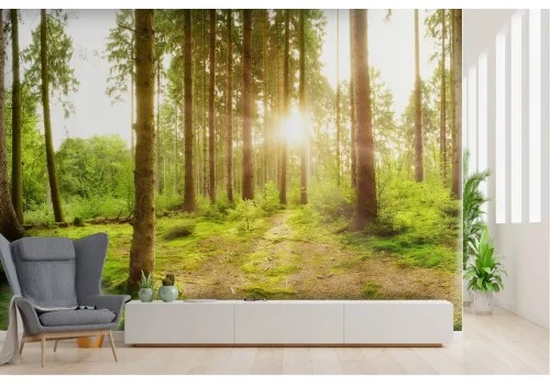 Wallpaper landscape forest sunrise sunset trees