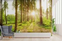 Carta da Parati paesaggio foresta alba tramonto alberi