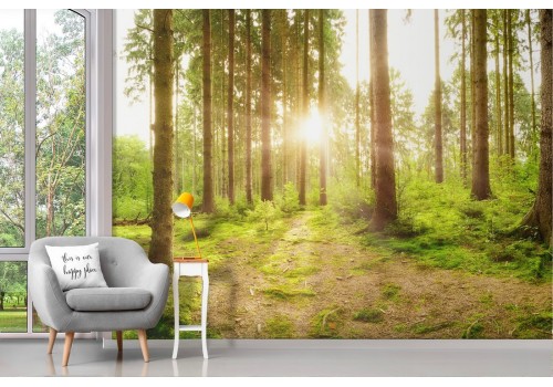 Wallpaper landscape forest sunrise sunset trees 2