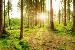 Wallpaper Landscapes and Nature Dawn Sunset Forests and Trees