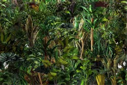 Carta da Parati Paesaggi e Natura Tropicale