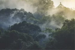 Carta da Parati Paesaggi e Natura Foreste e Alberi