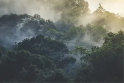 Wallpaper Landscapes and Nature Forests and Trees