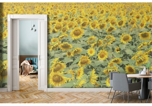 Wallpaper meadow field of sunflowers nature landscape