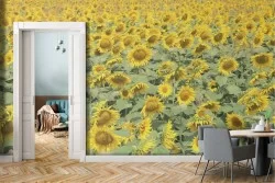 Wallpaper meadow field of sunflowers nature landscape