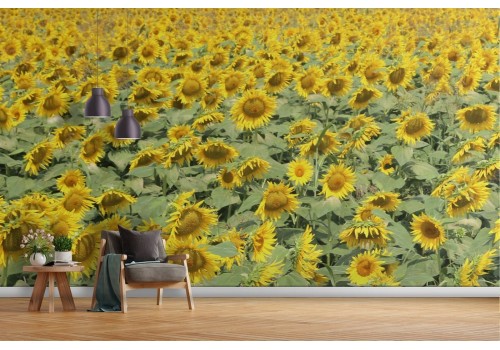 Carta da Parati prato campo di girasoli natura paesaggio 2