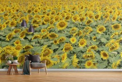Wallpaper meadow field of sunflowers nature landscape