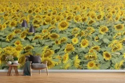 Wallpaper meadow field of sunflowers nature landscape
